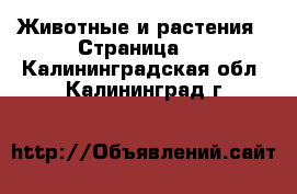  Животные и растения - Страница 3 . Калининградская обл.,Калининград г.